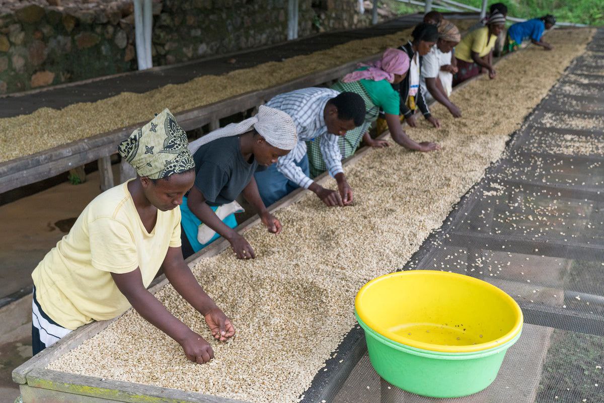 بحران کمیابی دانه سبز قهوه در بازار؛ افزایش قیمت و چالش‌های پیش رو