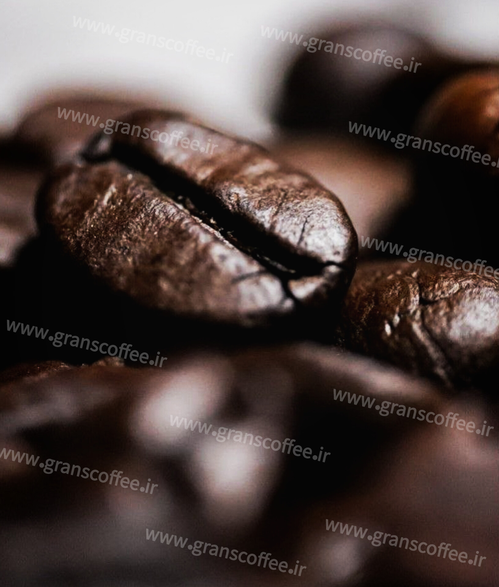 افشاگری بزرگ درباره دانه‌های قهوه در ایران؛ آیا بهترین گزینه را می‌شناسید؟!