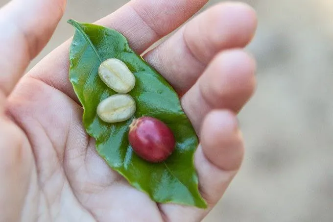 چرا گرنس را به‌عنوان برترین وارد کننده دانه سبز قهوه در ایران می‌شناسند؟