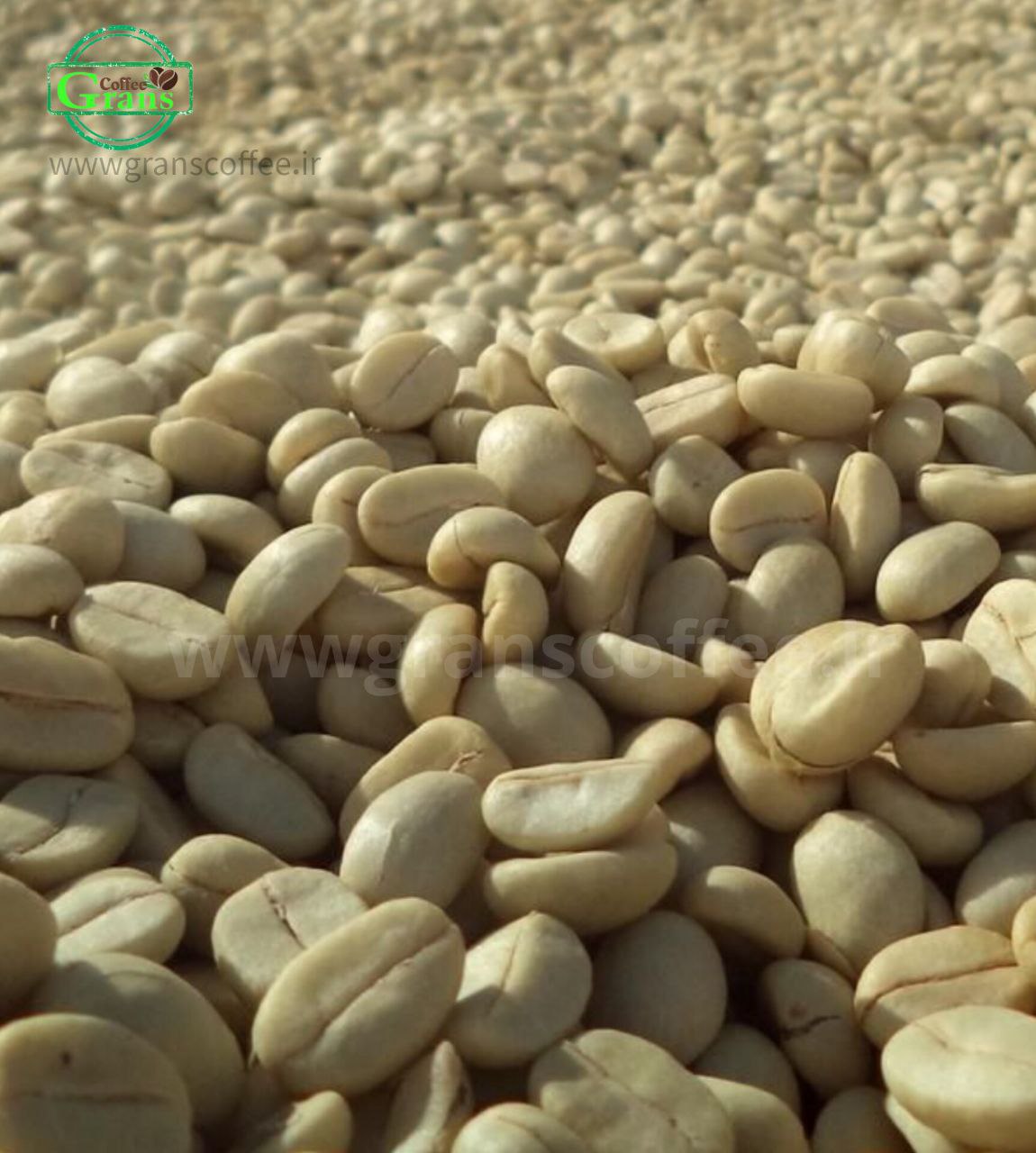 دانه سبز قهوه؛ معرفی خواستگاه‌ها، مزایا، معایب و بازار جهانی و داخلی