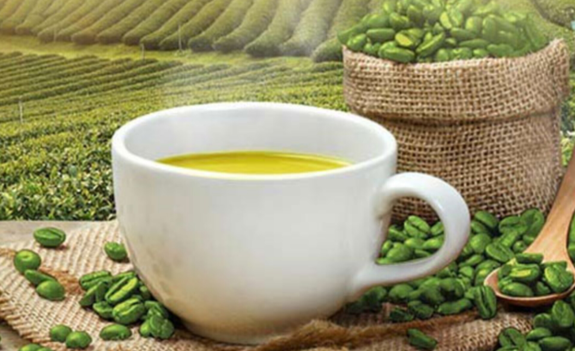 راهنمای جامع دان سبز قهوه: از تولید تا مصرف